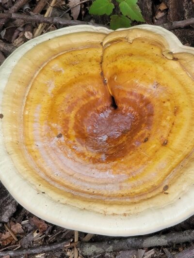 Golden Reishi Culture 10ml