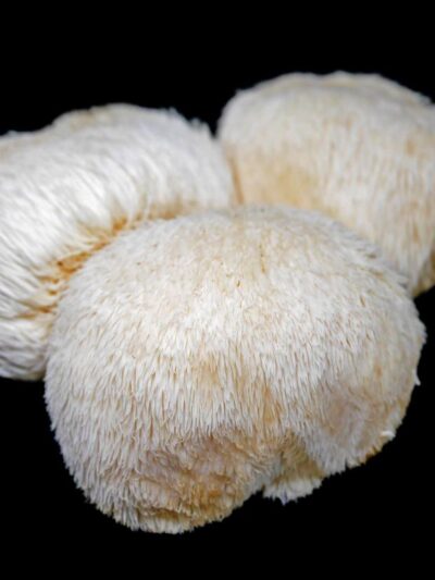 Lions Mane Culture 10ml