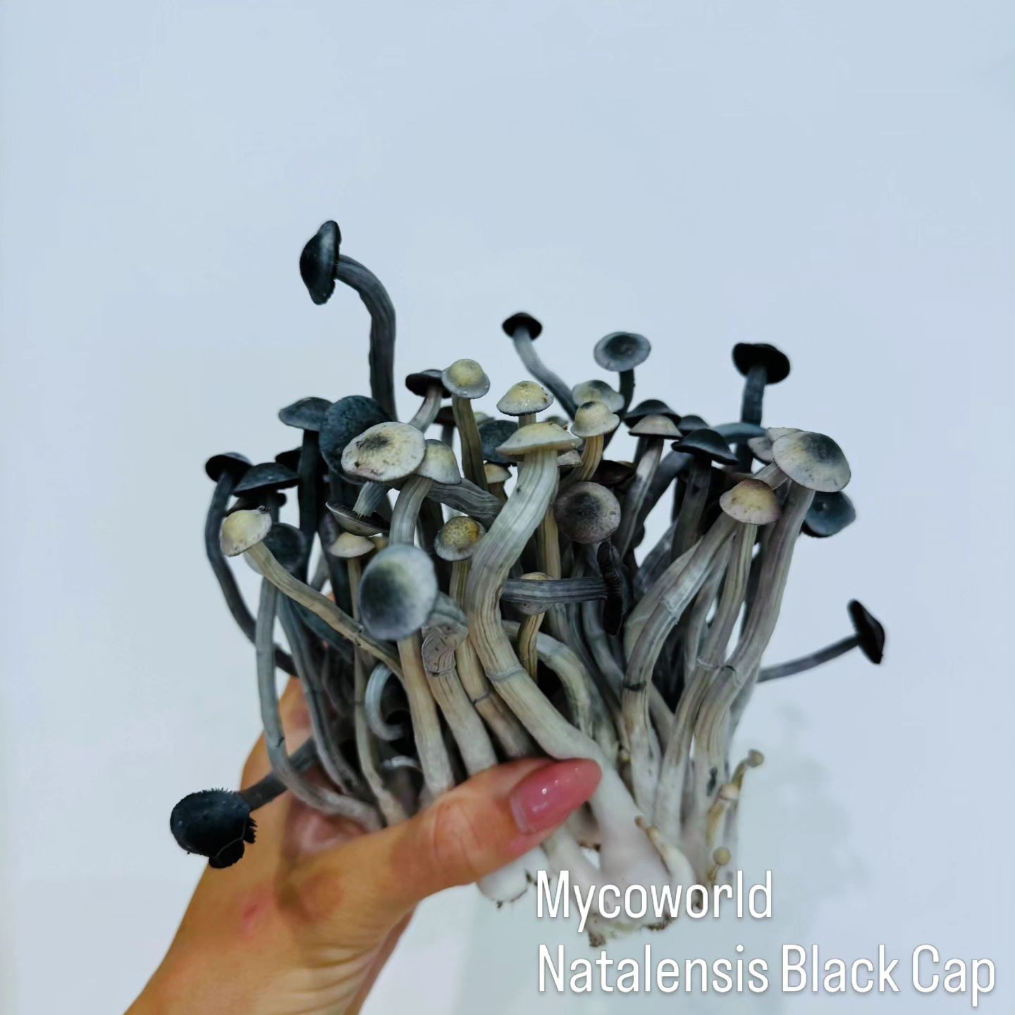 P Ochra (Natalensis) Black Cap Spore Syringe (Psilosaurus Iso)