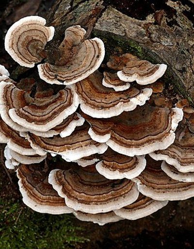 Turkey Tail Culture 10ml