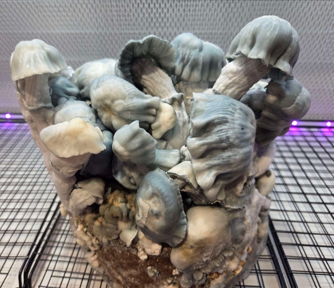Blue Voodoo (Blue Ravioli x Natal Moon) 10cc Spore Syringe - Image 14