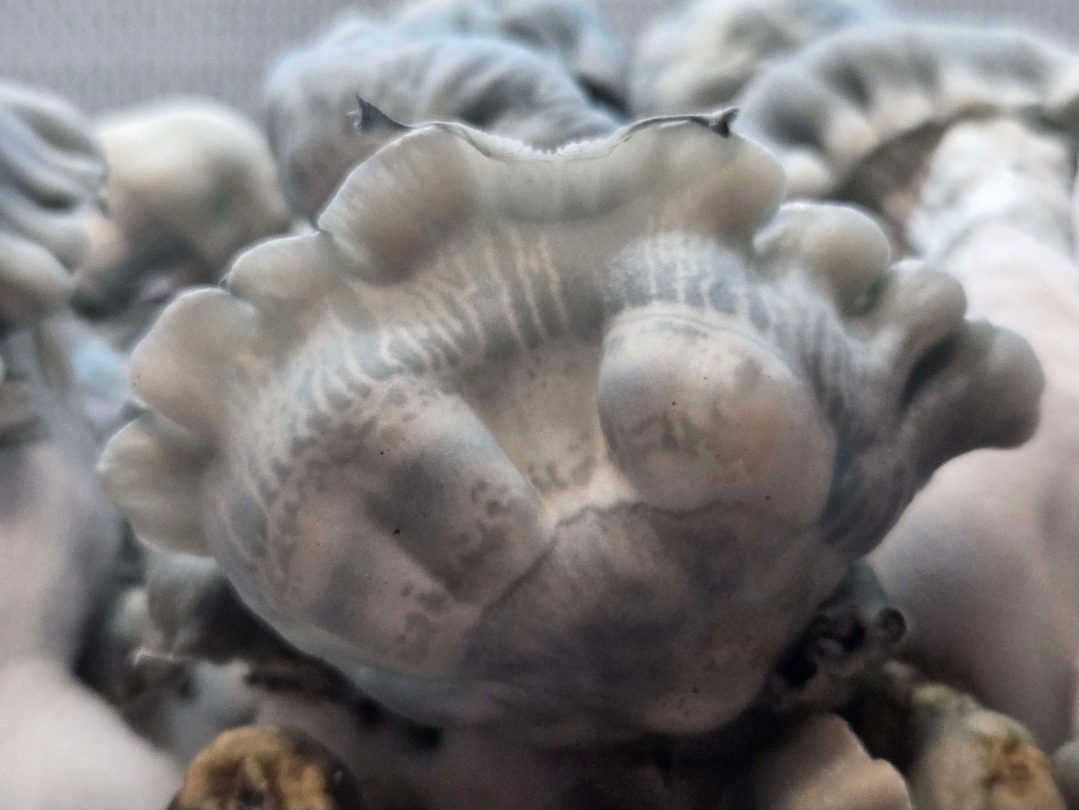 Blue Voodoo (Blue Ravioli x Natal Moon) 10cc Spore Syringe - Image 13