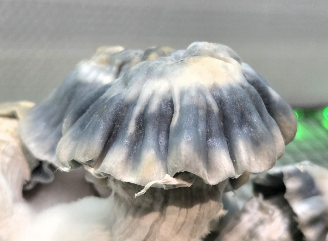 Blue Voodoo (Blue Ravioli x Natal Moon) 10cc Spore Syringe - Image 8