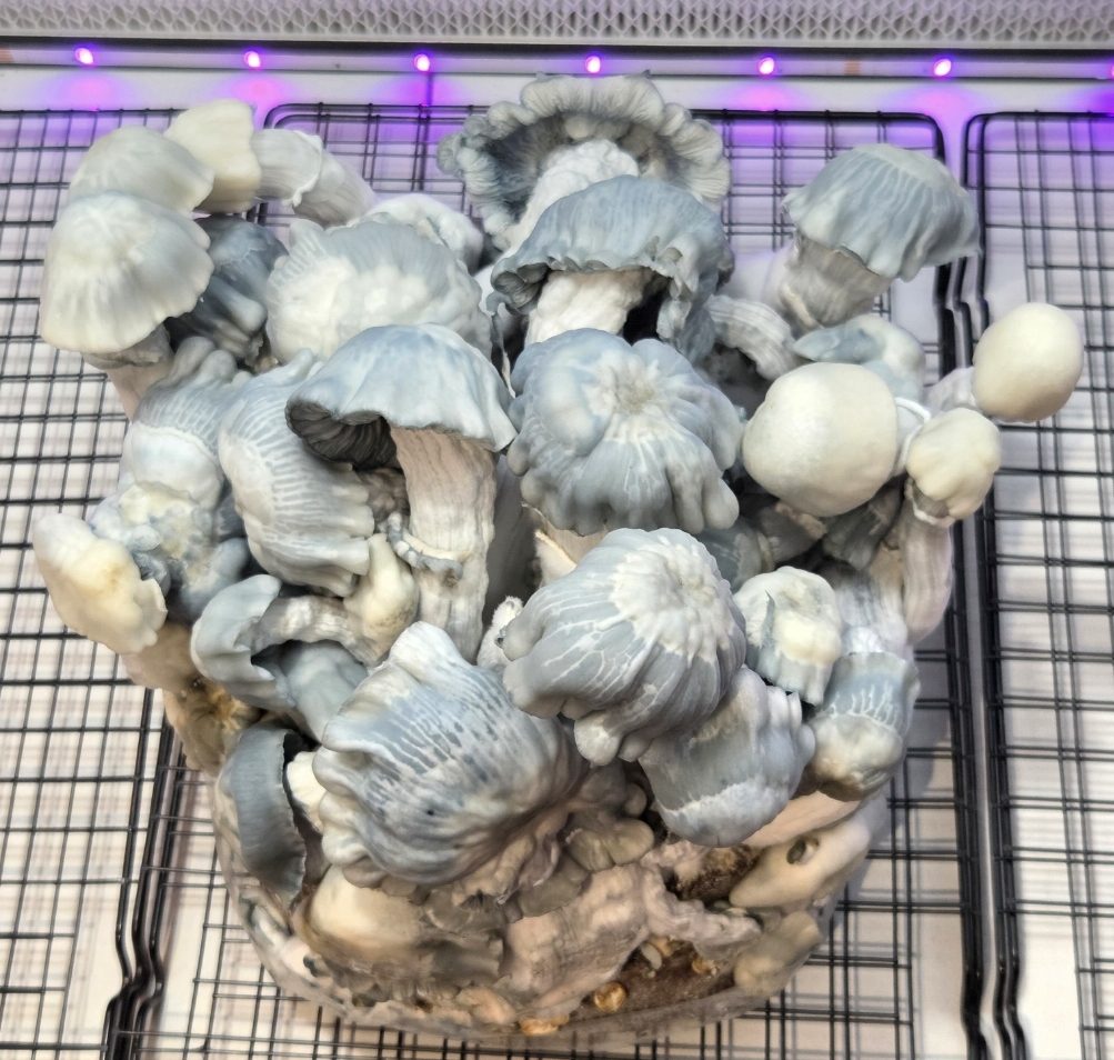 Blue Voodoo (Blue Ravioli x Natal Moon) 10cc Spore Syringe - Image 2