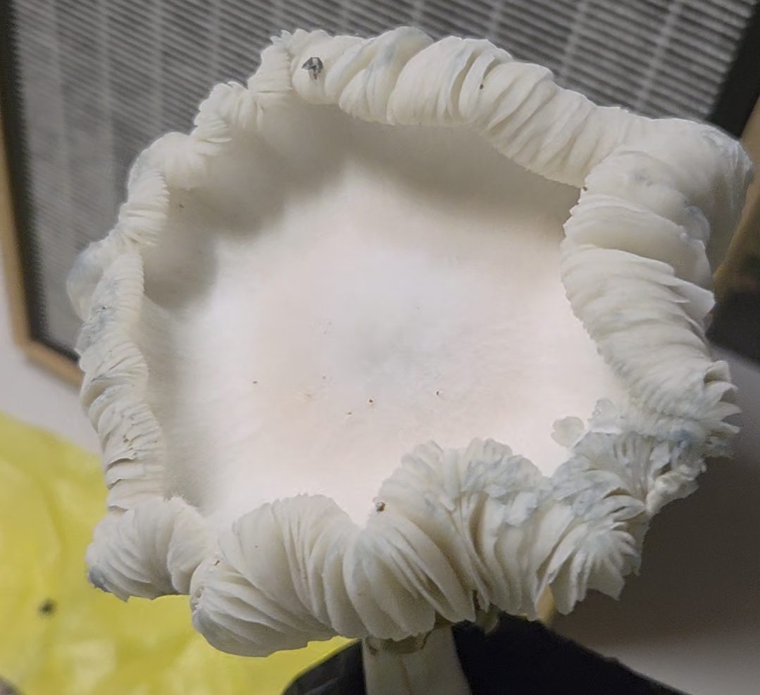 Blue APE 156 (APE iso) Spore Swabs - Image 3