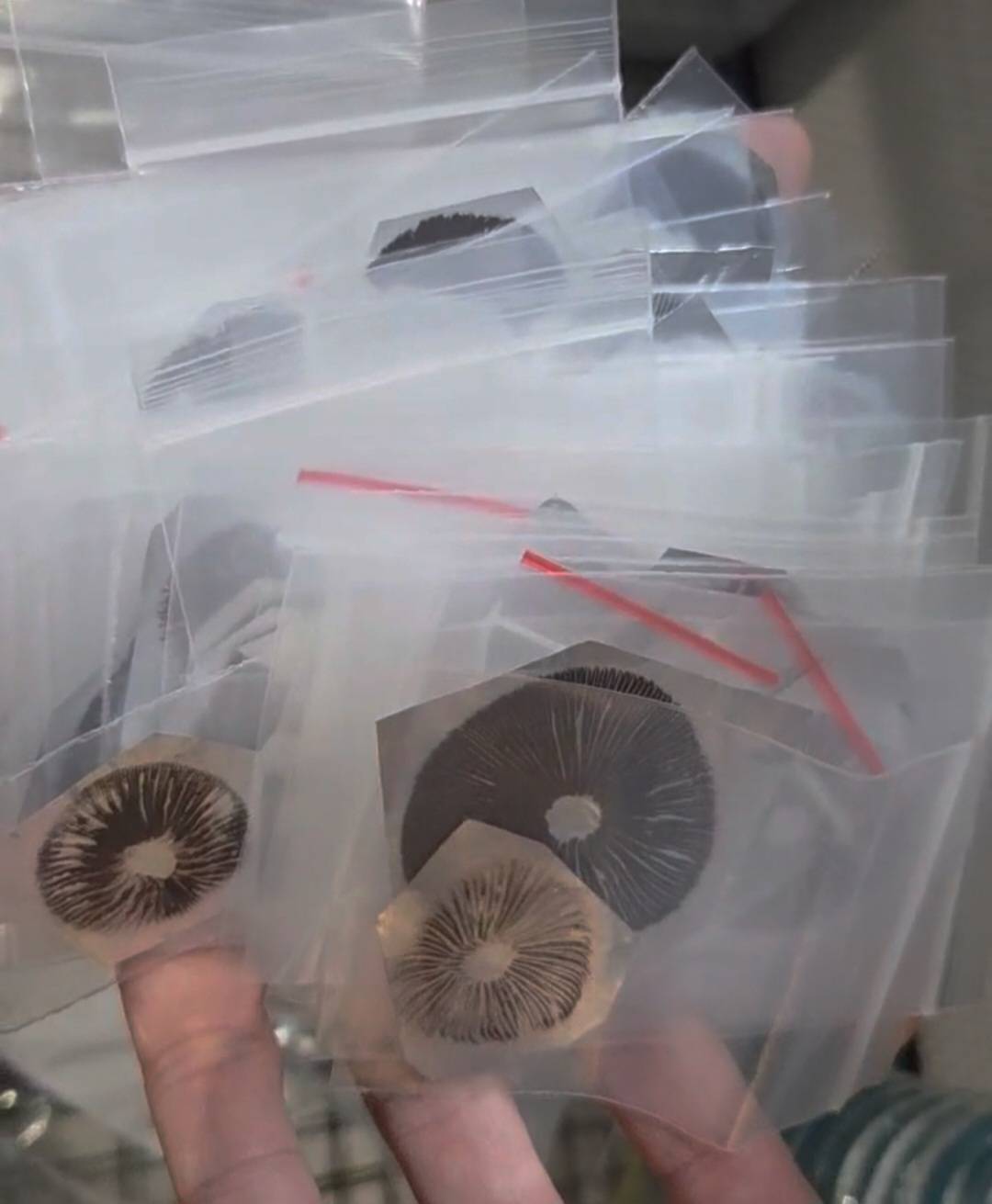 Pan Cyan Eungai B.I.G isolate Spore Print - Image 2