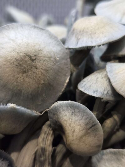 Leucistic Swamp Ghost Spore Print