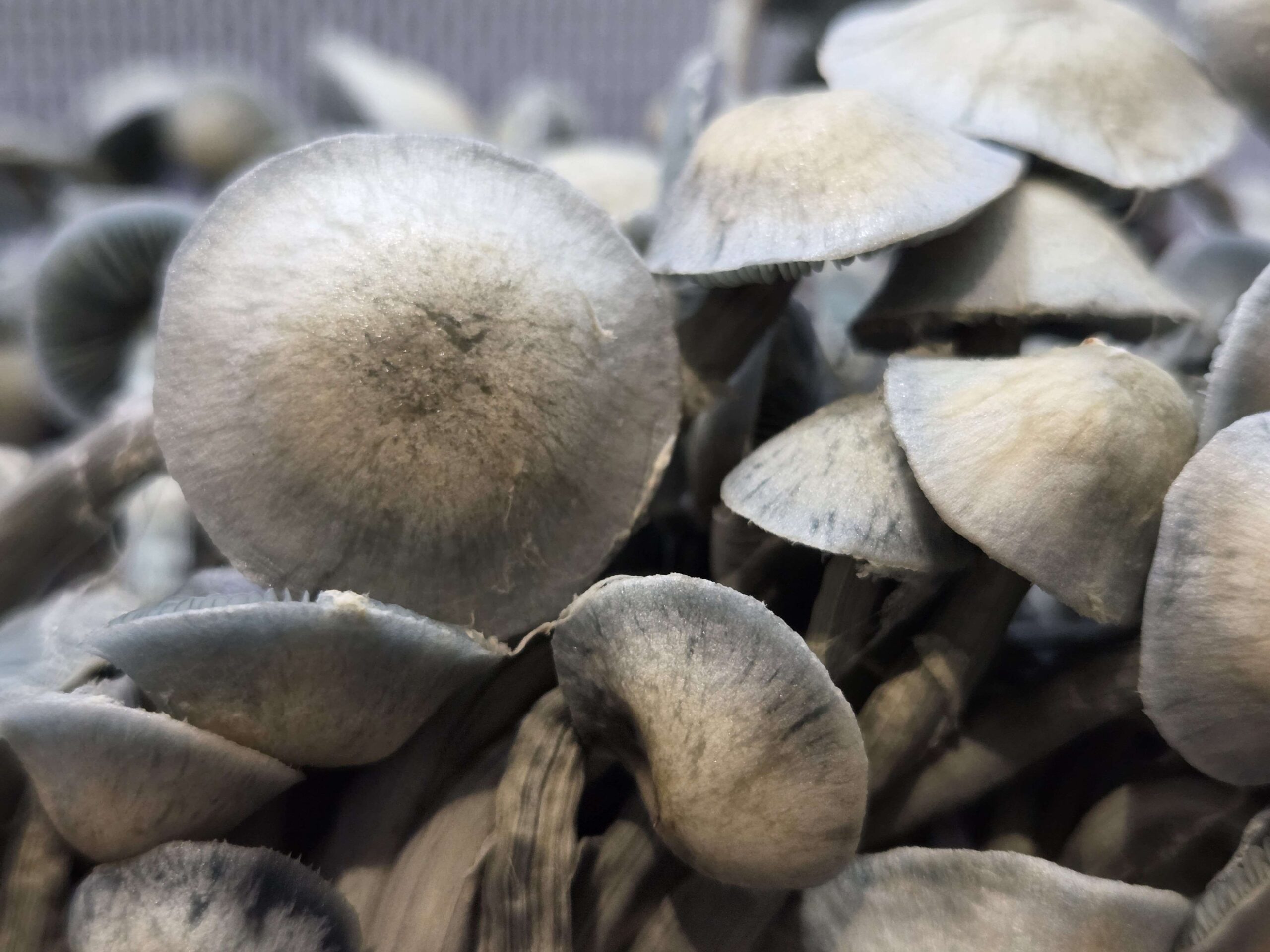 Leucistic Swamp Ghost Spore Print
