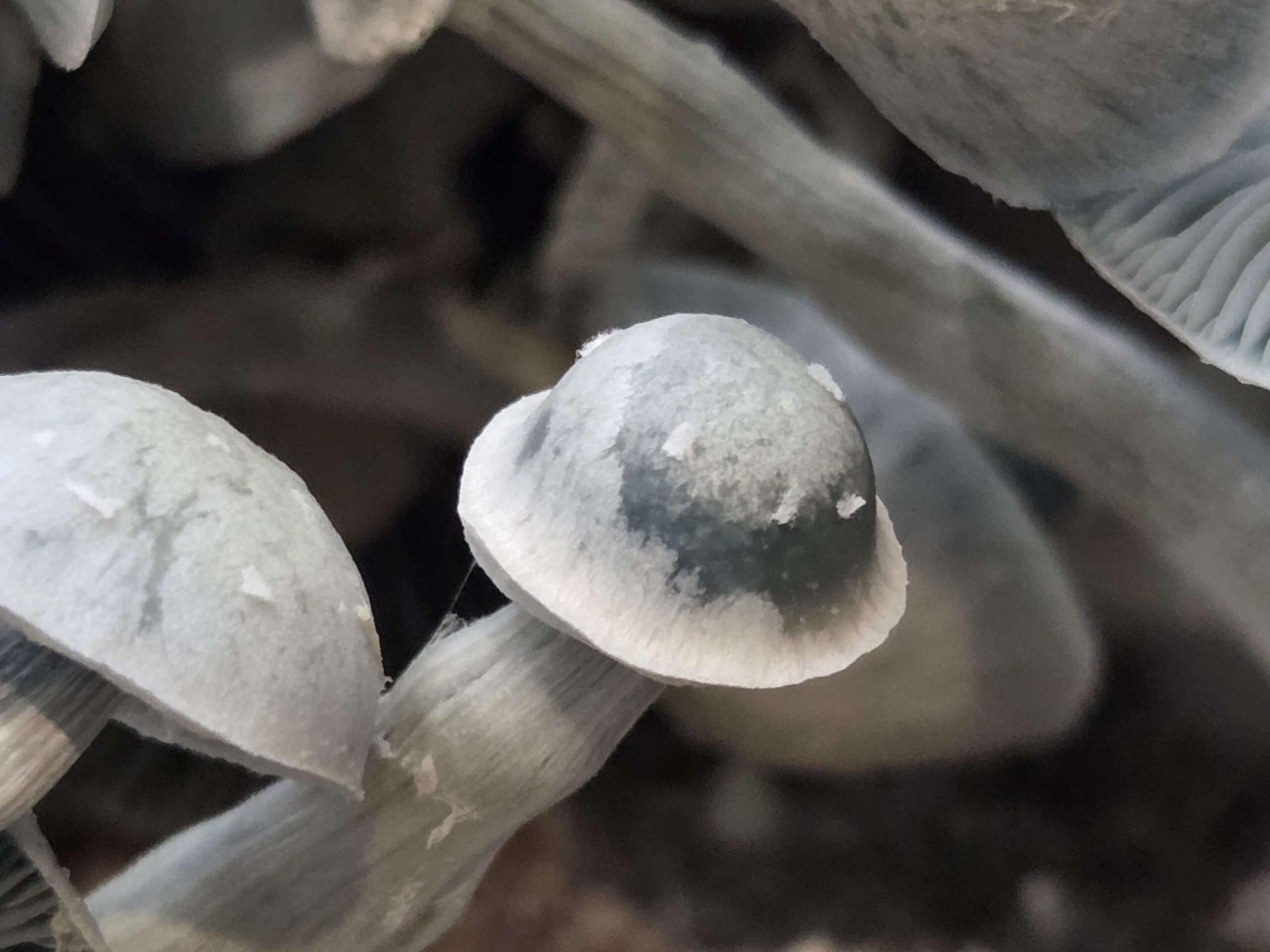 Leucistic Swamp Ghost Spore Print - Image 2
