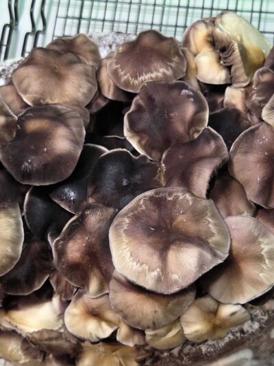 Toque x Jack Frost Spore Print