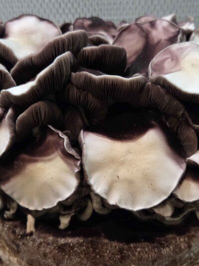 LSG x TAT Black Cap Spore Print