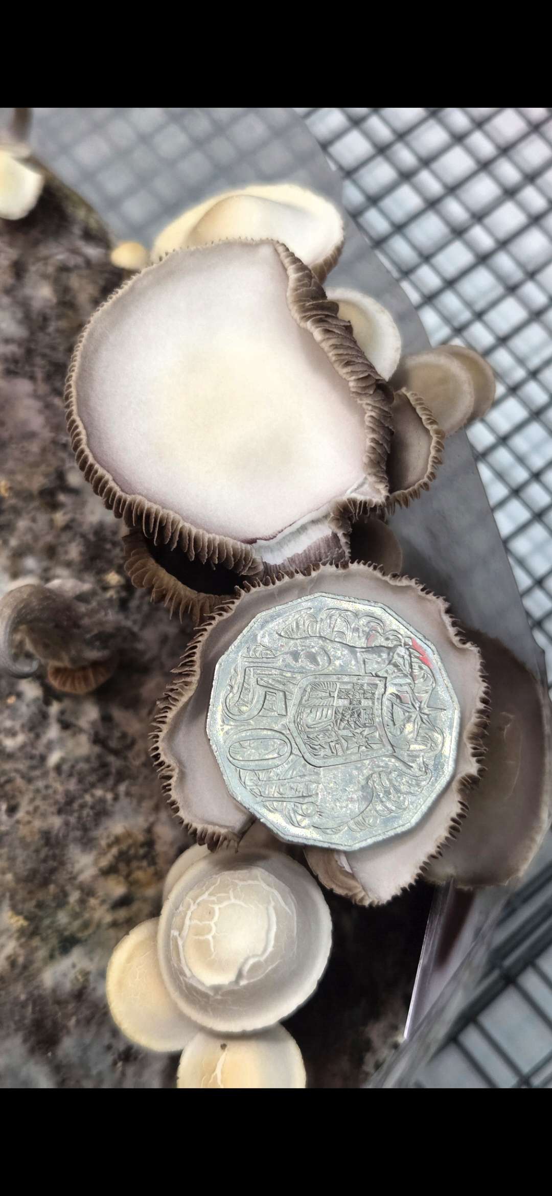 Pan Cyan Eungai B.I.G isolate Spore Print - Image 3