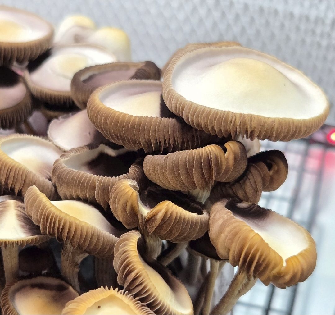 Pan Cyan Eungai B.I.G isolate Spore Print
