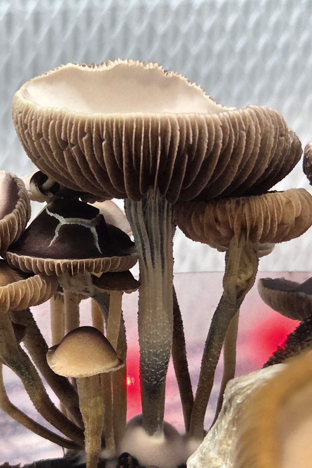 Pan Cyan Eungai B.I.G isolate Spore Print - Image 4
