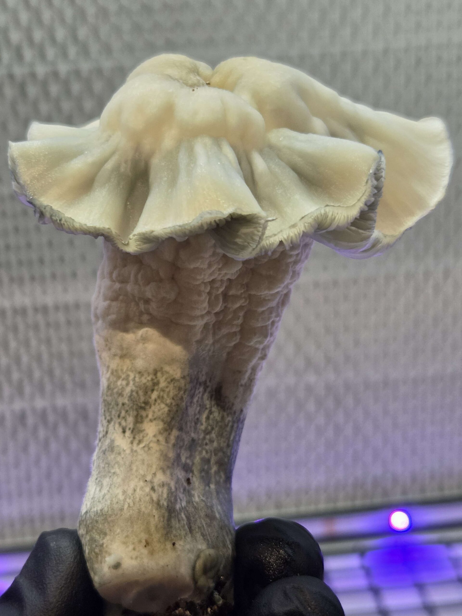 TAM - (True Albino Melmak) Spore Syringe - Image 3