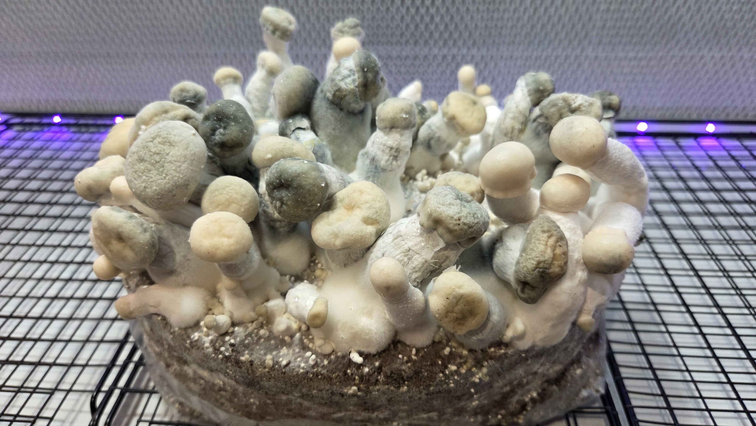 Auric Stew - (Bifrost x Blue Ravioli ) Spore Syringe - Image 3