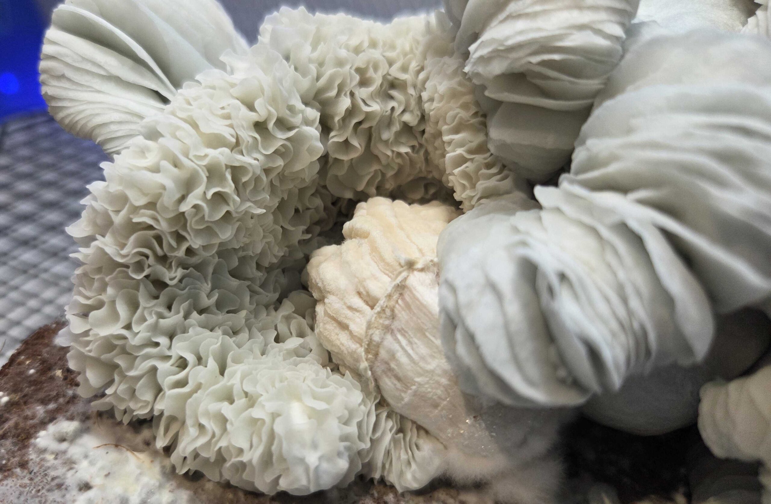 Oaxacan Frost (Jack Frost x Maria Sabina) Spore Swabs - Image 3
