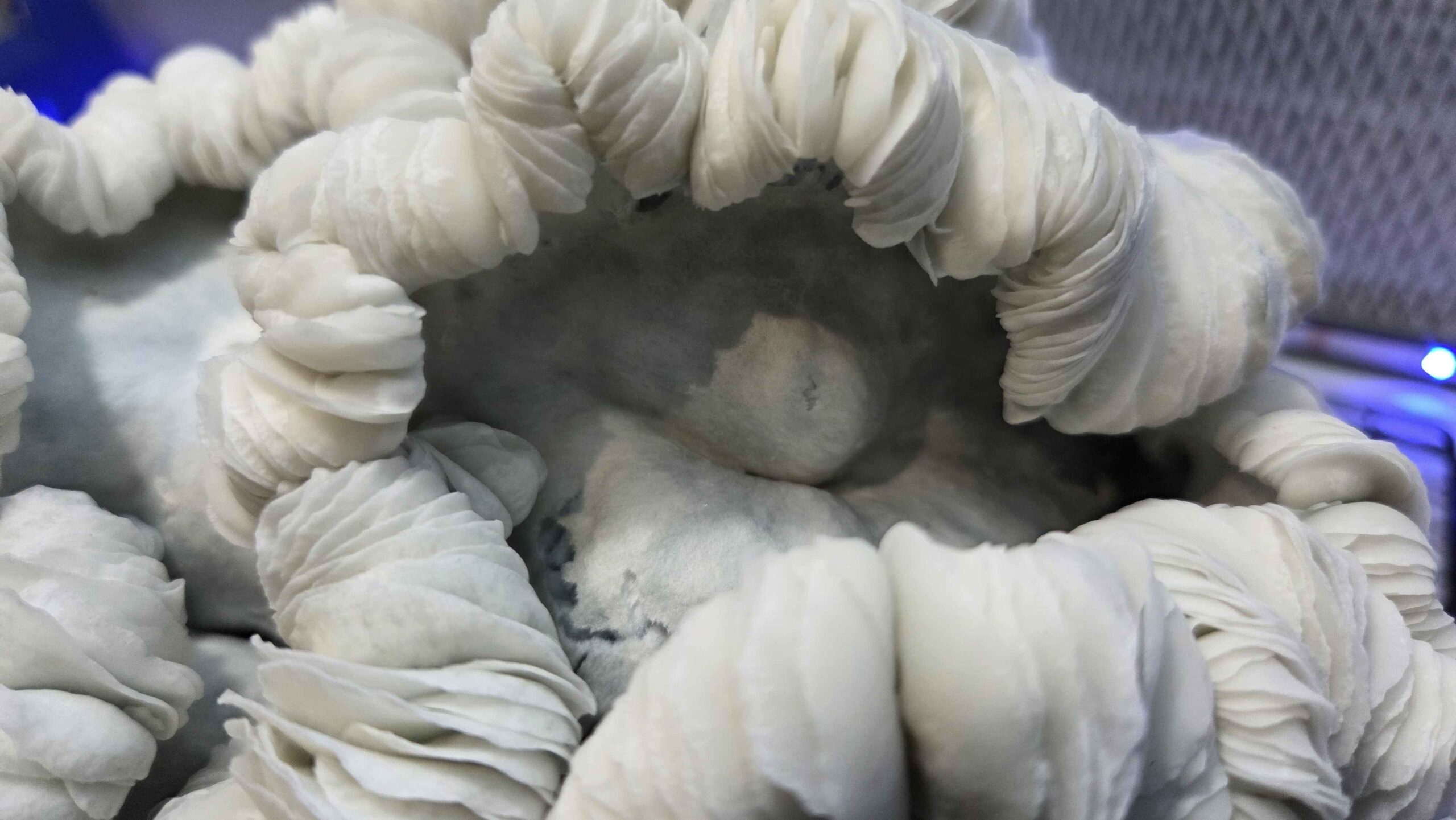 Oaxacan Frost (Jack Frost x Maria Sabina) Spore Swabs - Image 4