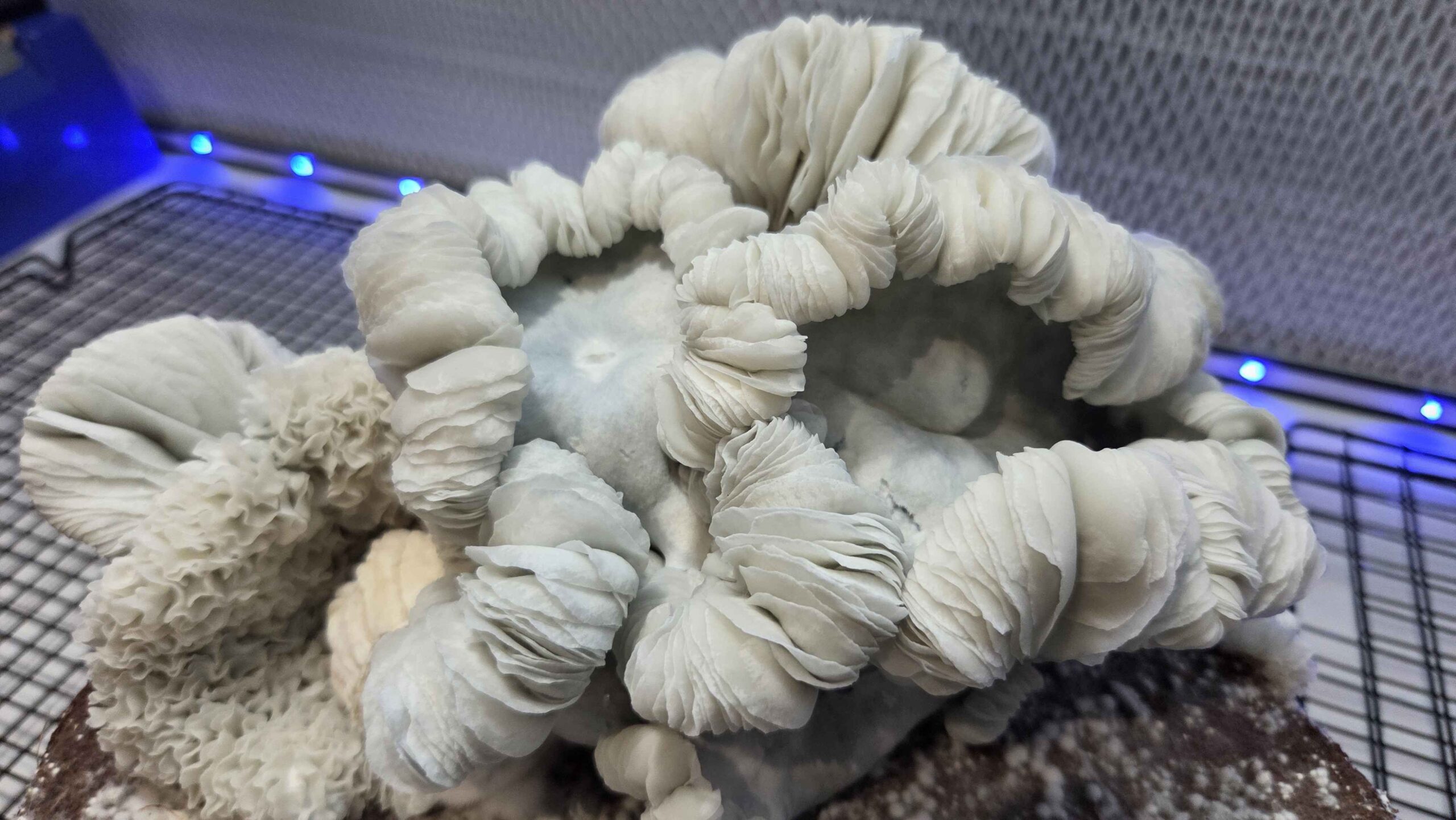 Oaxacan Frost (Jack Frost x Maria Sabina) Spore Swabs - Image 2
