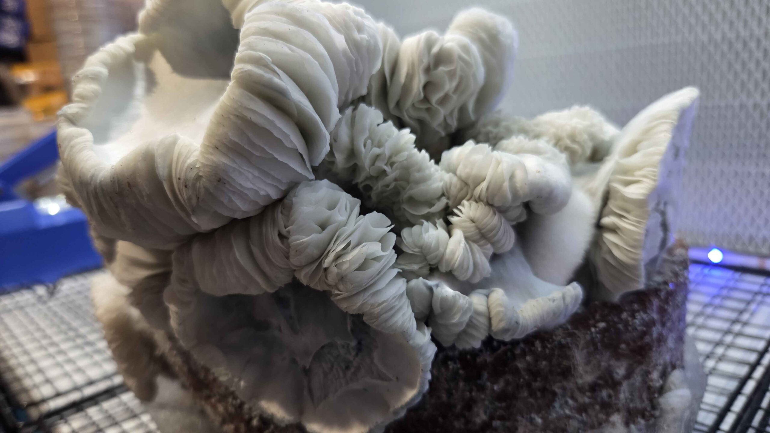 Oaxacan Frost (Jack Frost x Maria Sabina) Spore Swabs - Image 6