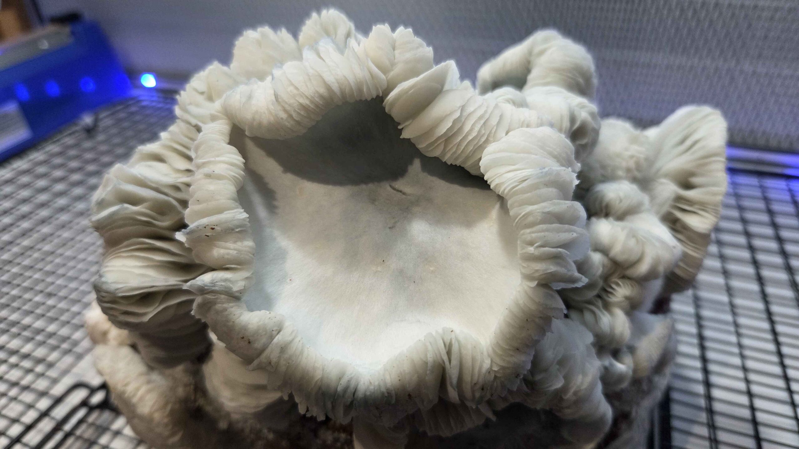 Oaxacan Frost (Jack Frost x Maria Sabina) Spore Swabs - Image 7