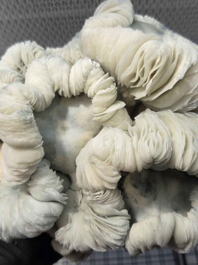 Oaxacan Frost (Jack Frost x Maria Sabina) Spore Swabs
