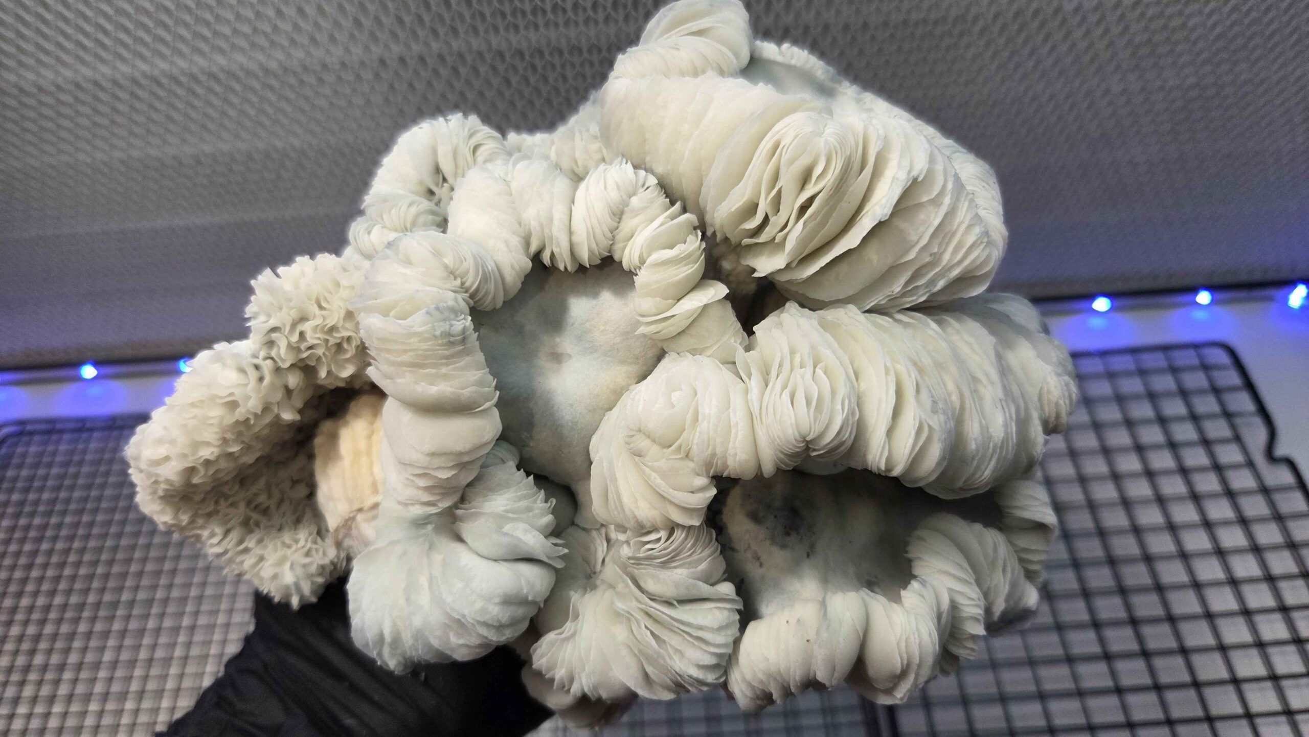 Oaxacan Frost (Jack Frost x Maria Sabina) Spore Swabs