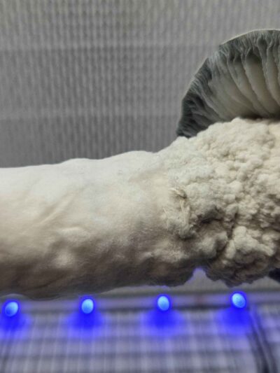 Galactic Gorilla (SV-13 x APE) Spore Swabs