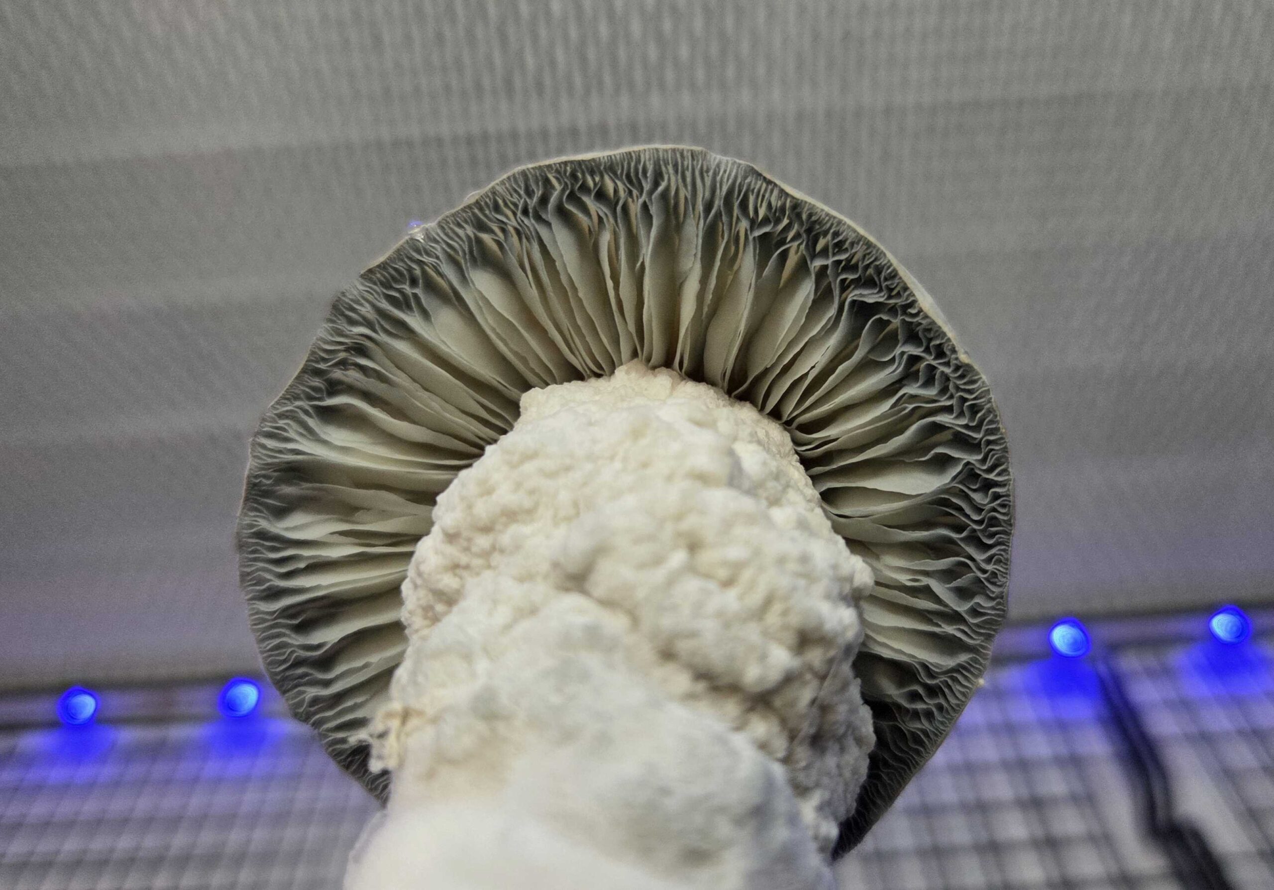 Galactic Gorilla (SV-13 x APE) Spore Swabs - Image 4