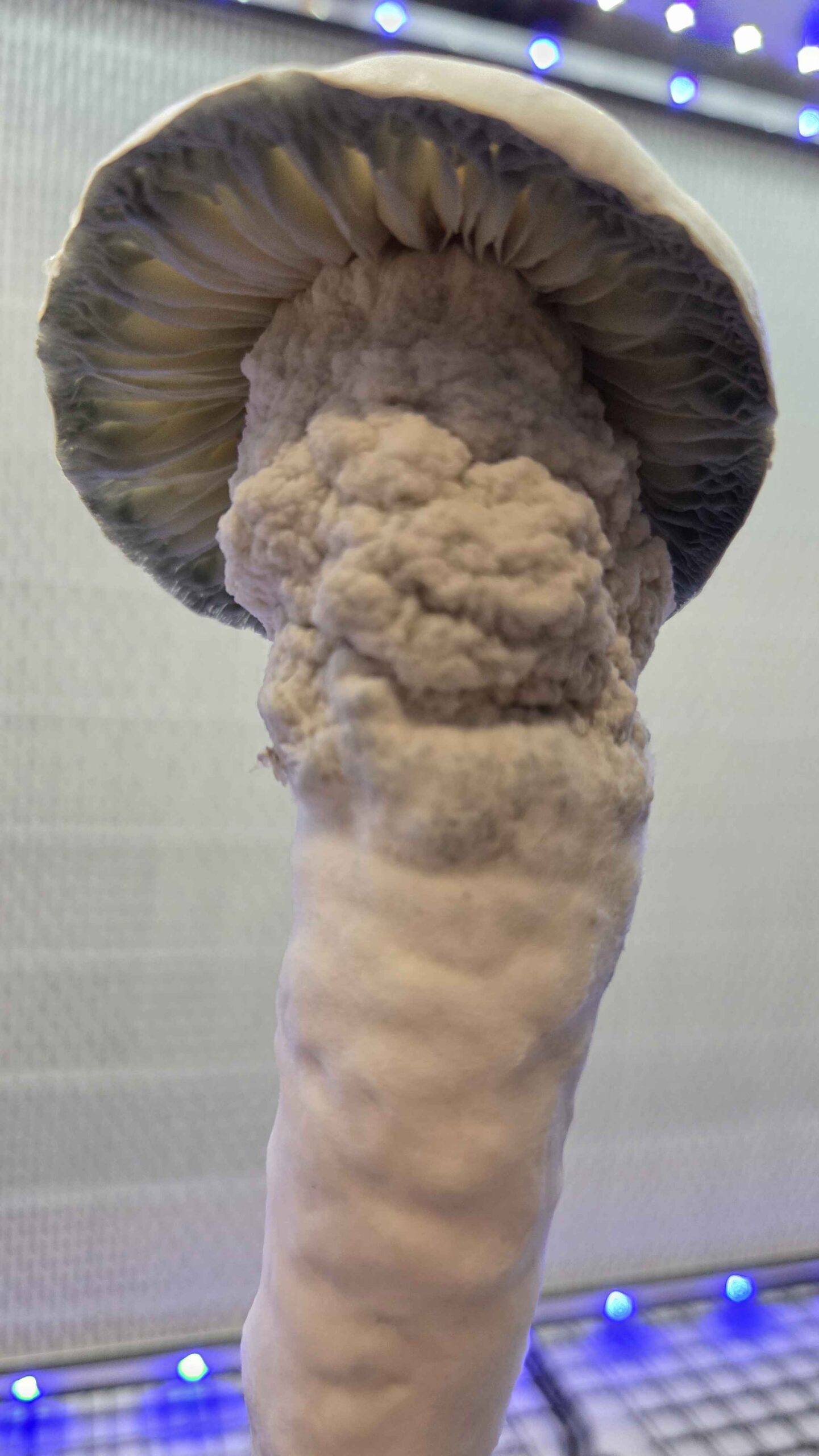 Galactic Gorilla (SV-13 x APE) Spore Swabs - Image 3