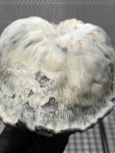 EMP (Electro magnetic Psilocybe) Spore Swabs