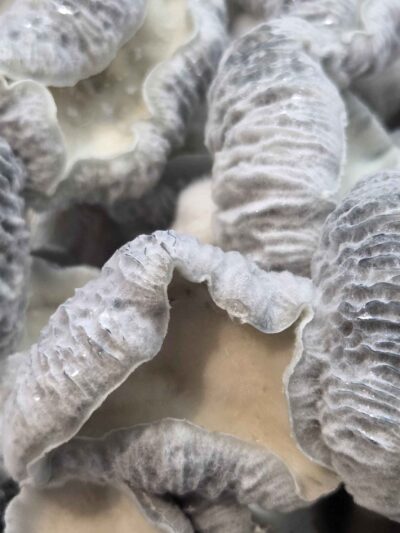 Jack Frost x Mayahuel Spore Swabs