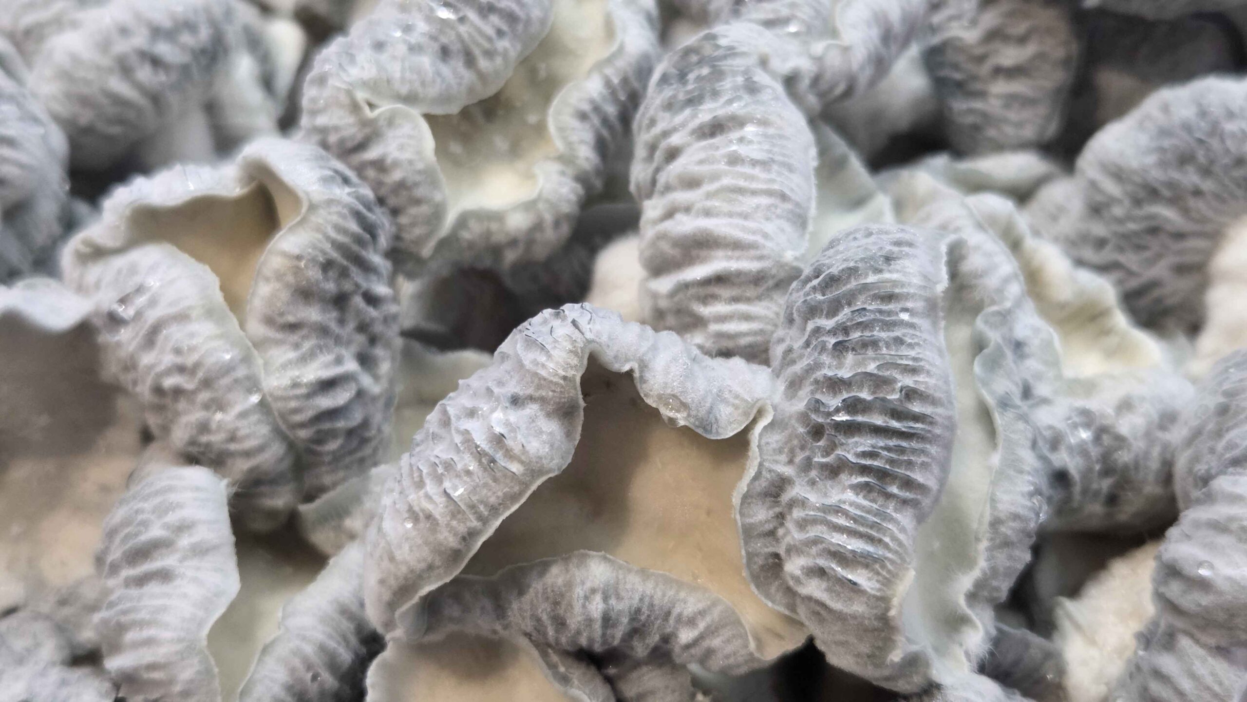 Jack Frost x Mayahuel Spore Syringe
