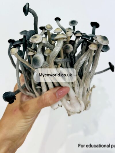 P Ochra (Natalensis) Black Cap Spore Print (Psilosaurus Iso)