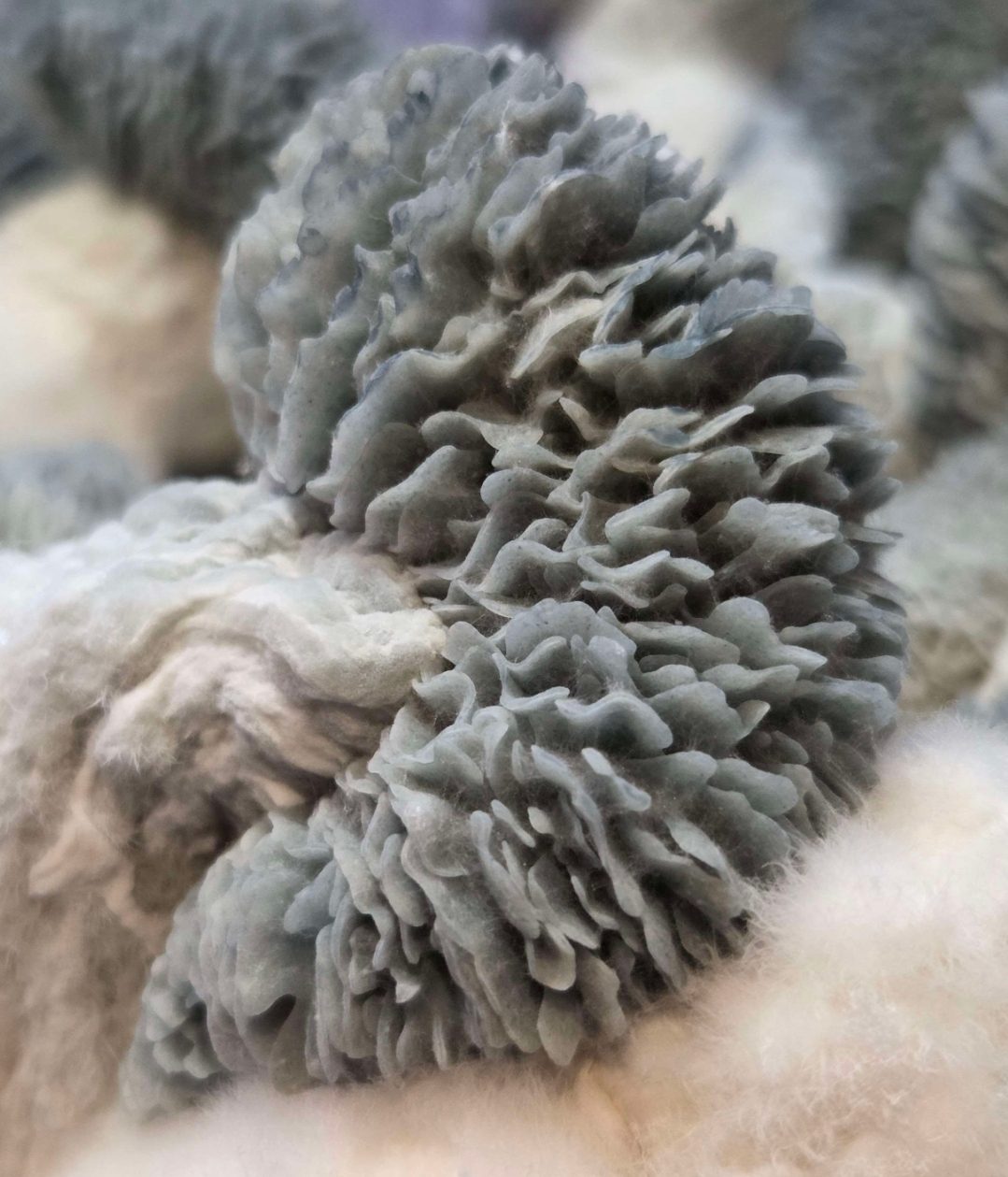 Shredder (Jack Frost x Mayahuel) Spore Swabs