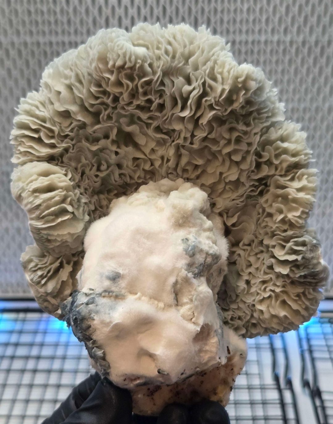 Jack Frost x Mayahuel Spore Syringe - Image 4