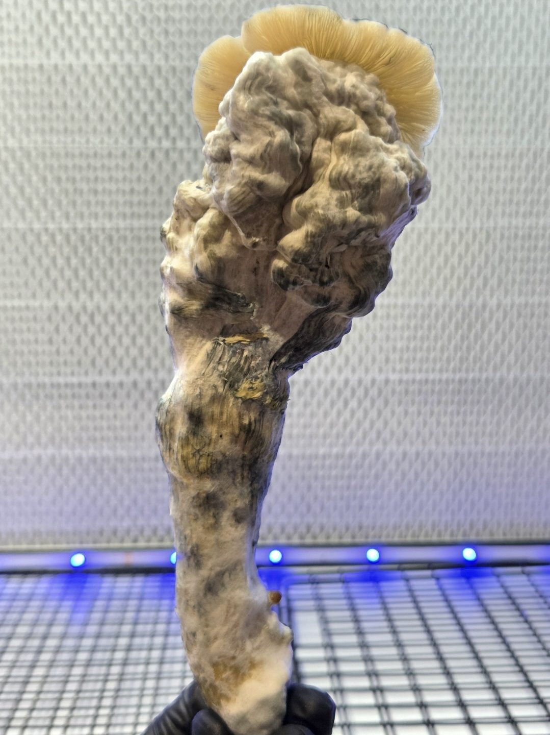 Blue Steel - (Omni Bluewave x Steel Magnolia) Spore Swabs - Image 3