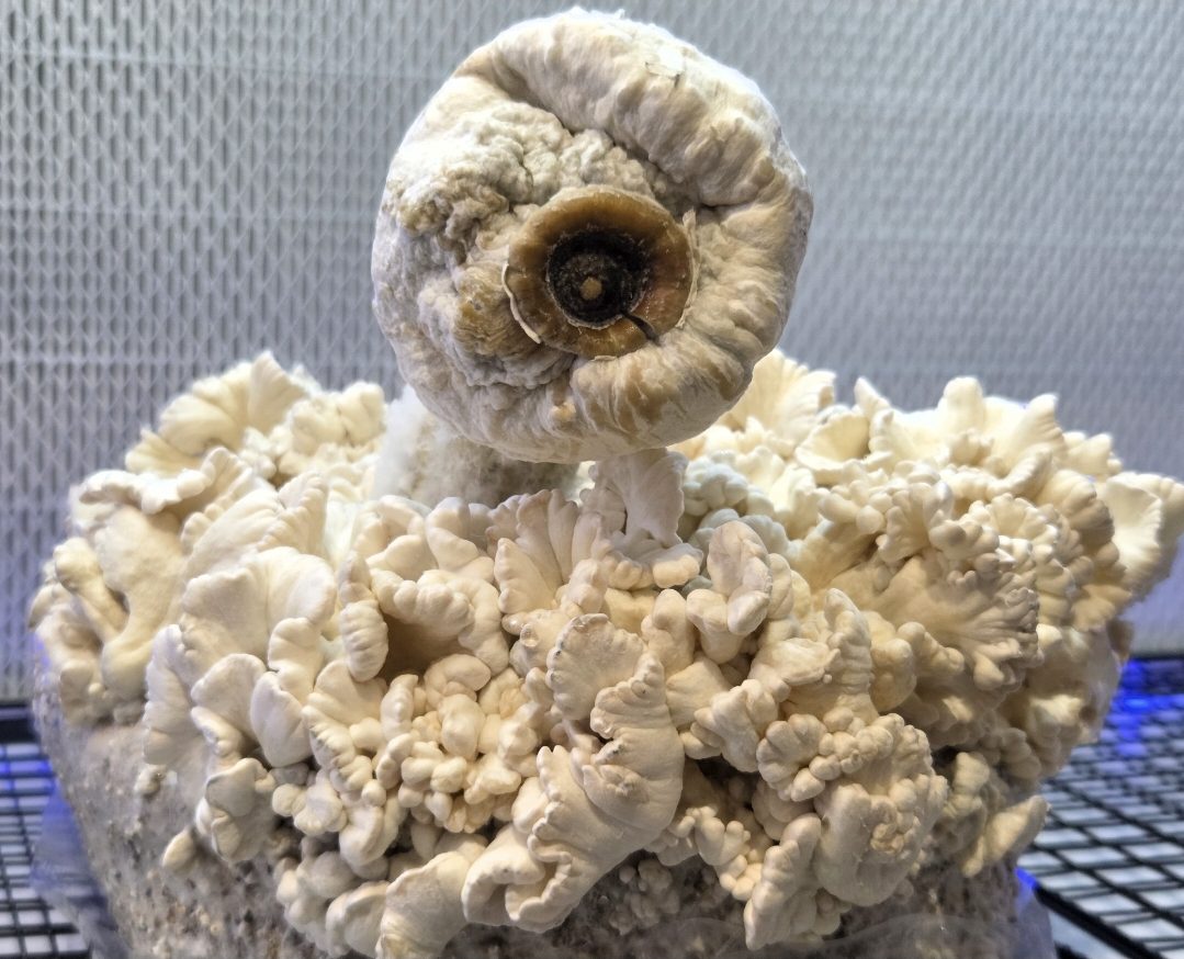 Blue Steel - (Omni Bluewave x Steel Magnolia) Spore Swabs - Image 5