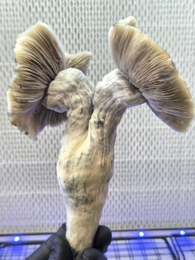 Blue Steel – (Omni Bluewave x Steel Magnolia) Spore Swabs