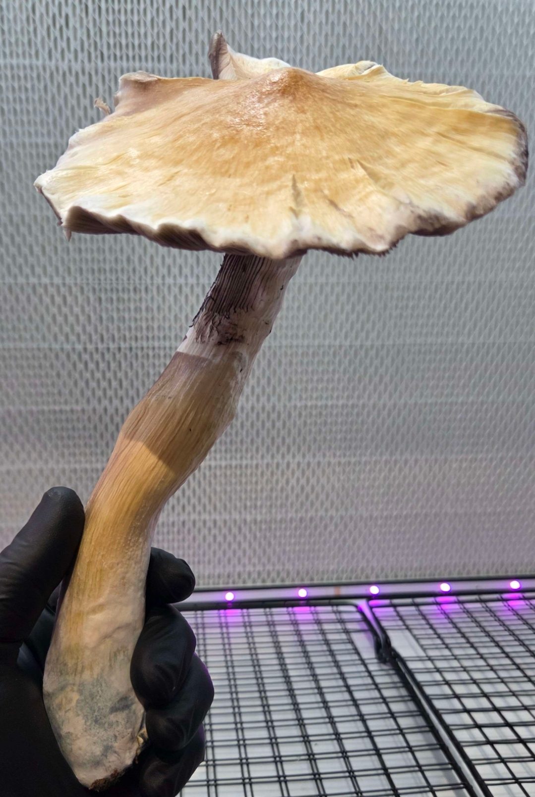 Golden Satelite (Golden Teacher x Natal Moon) 10cc Spore Syringe - Image 3