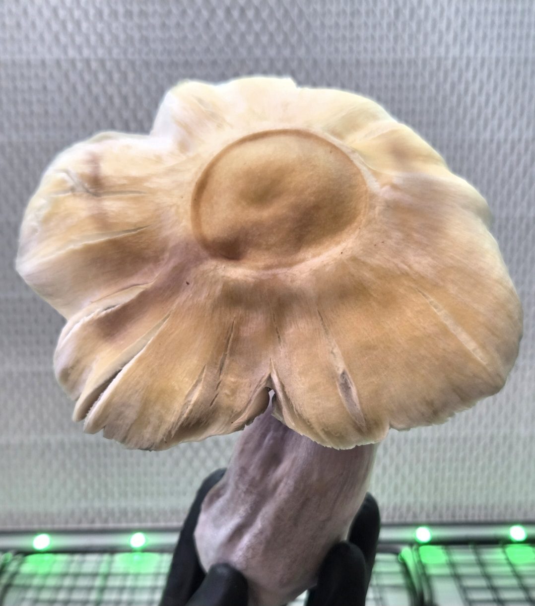 Golden Satelite (Golden Teacher x Natal Moon) 10cc Spore Syringe - Image 4