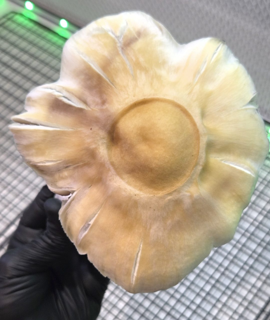 Golden Satelite (Golden Teacher x Natal Moon) 10cc Spore Syringe - Image 5