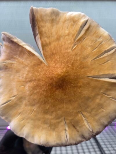 Golden Satelite (Golden Teacher x Natal Moon) 10cc Spore Syringe