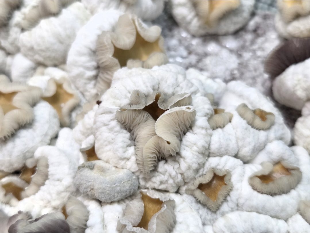 Dwarphoria (Dwarf King x TBC) Spore Swabs - Image 2