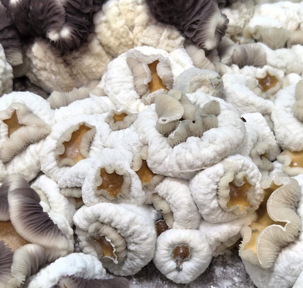 Dwarphoria (Dwarf King x TBC) Spore Swabs - Image 4