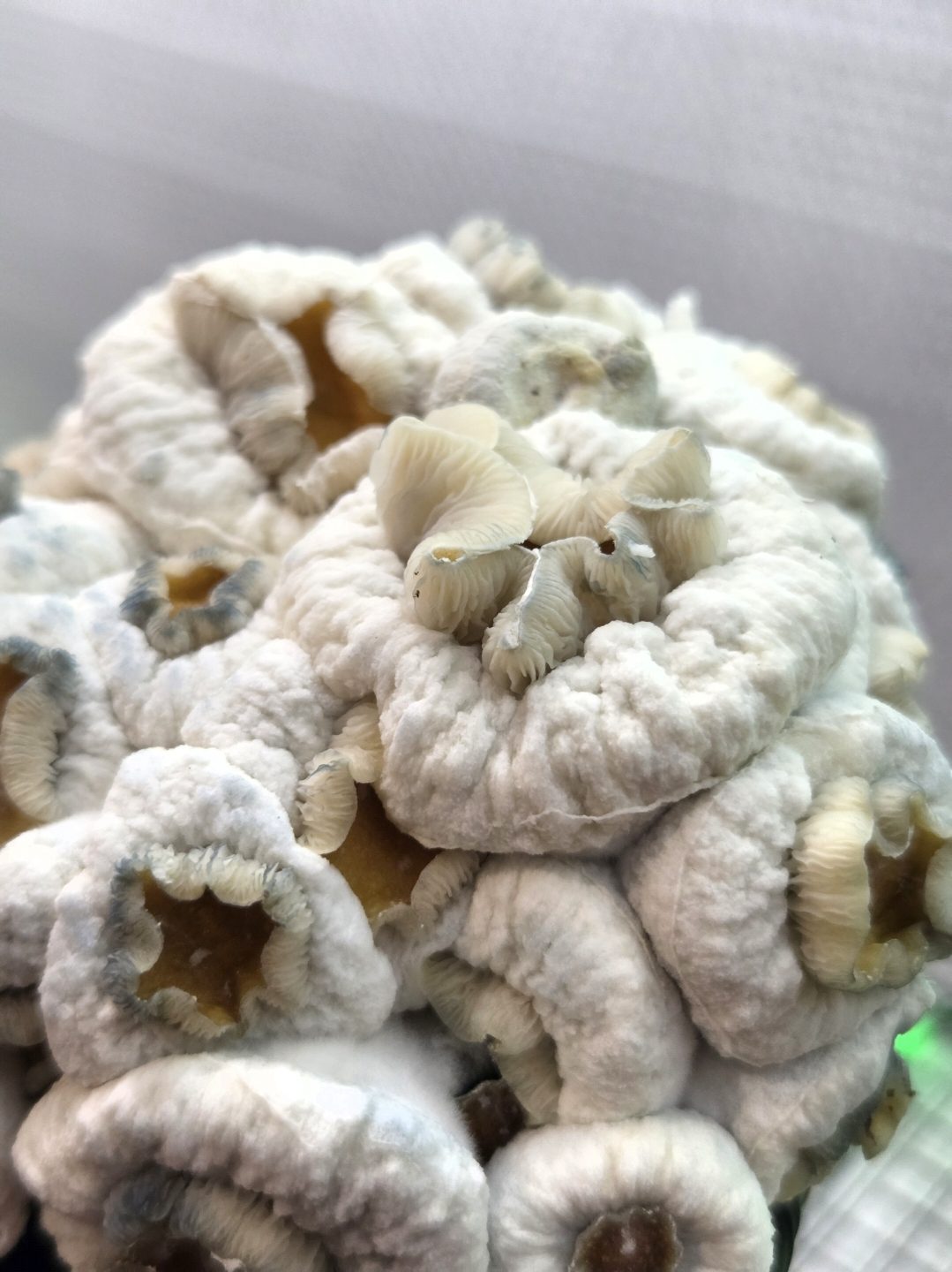 Dwarphoria (Dwarf King x TBC) Spore Swabs - Image 7