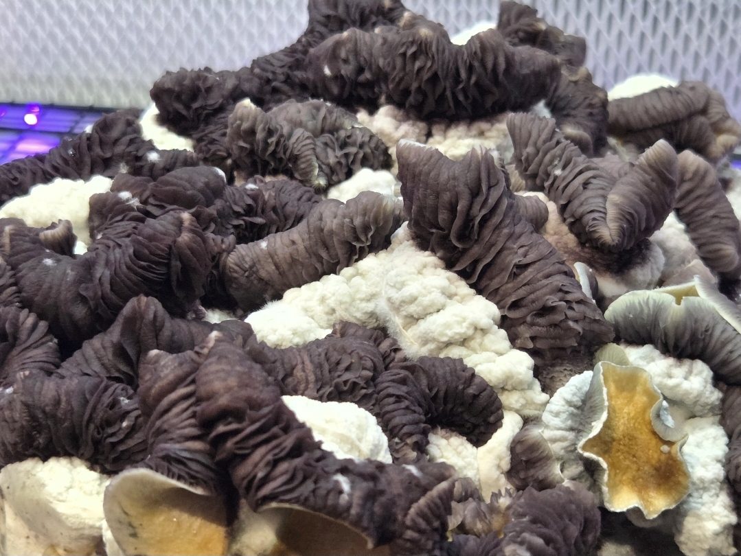 Dwarphoria (Dwarf King x TBC) Spore Swabs - Image 8
