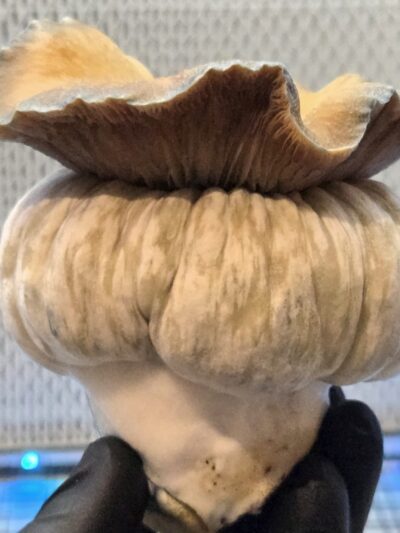 MEGA MAK 188 (Megaton x Melmak TP) Spore Swabs