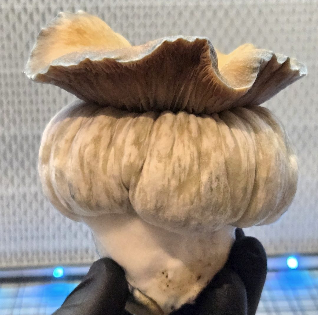 MEGA MAK 188 (Megaton x Melmak TP) Spore Swabs