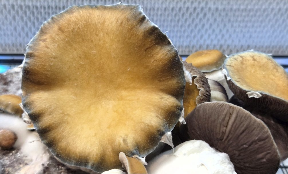 MEGA MAK 188 (Megaton x Melmak TP) Spore Swabs - Image 7